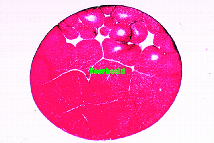Frog (Rana) embryology: morula stage l.s