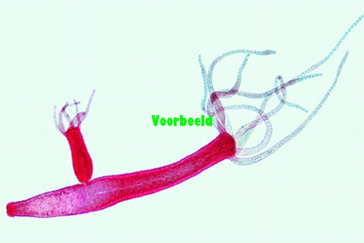 Ongewervelden algemeen