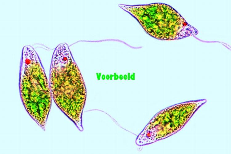 Euglena