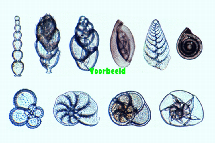 Foraminifera
