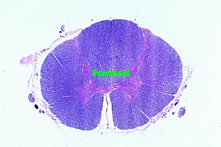 Zenuwstelsel, individueel