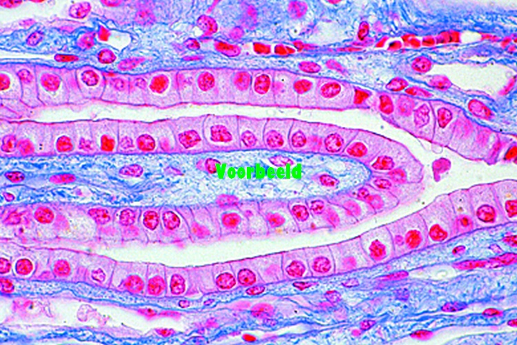 Kubisch epitheel van nierpapil konijn