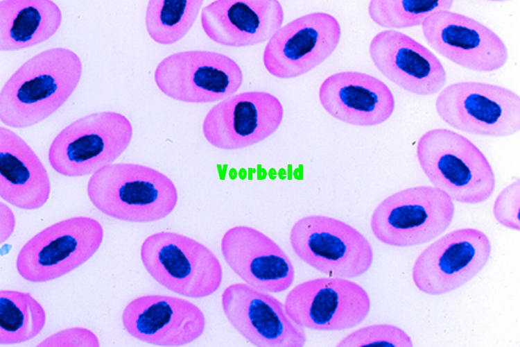 Histologie