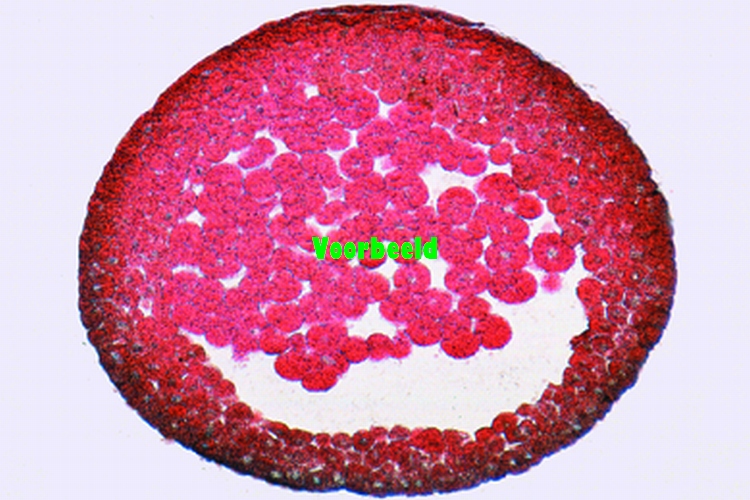 Naald blad Abies alba