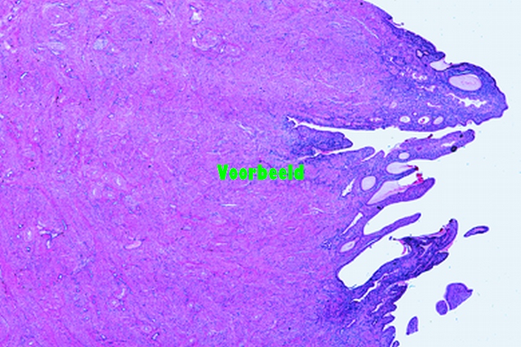 Individuele Preparaten Histologie