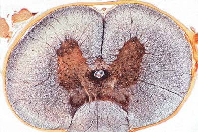 Ruggenmerg van kat, dwarsdoorsnede
