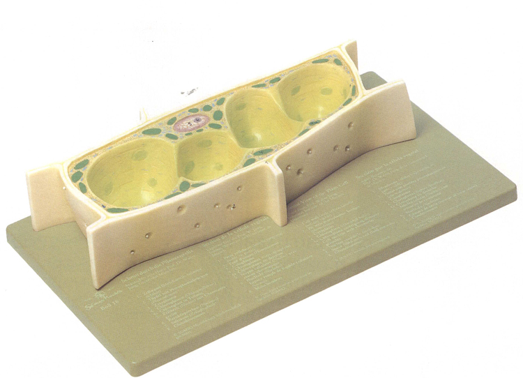 Plantaardige cel SOMSO