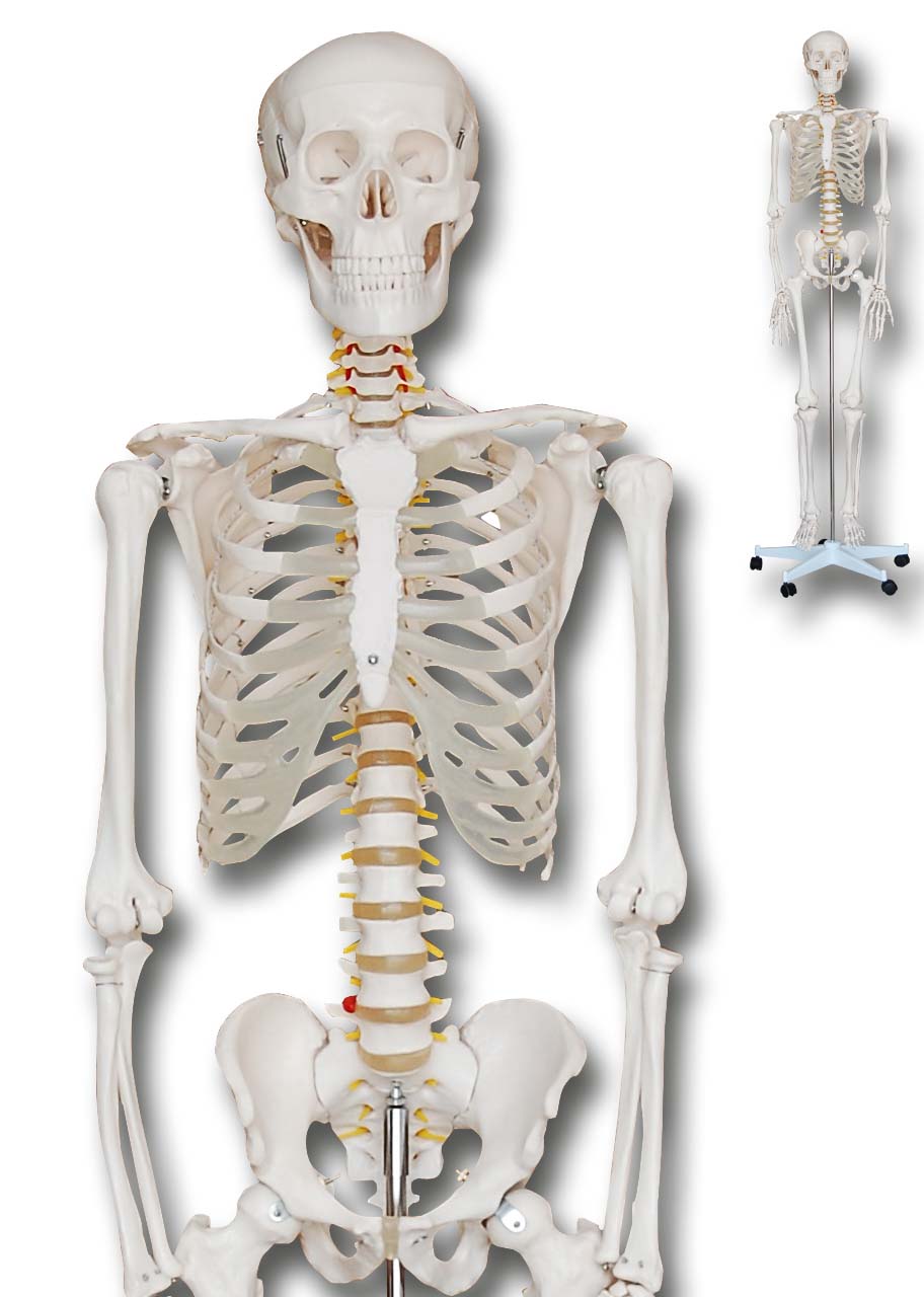 Rolstatief voor Skelet