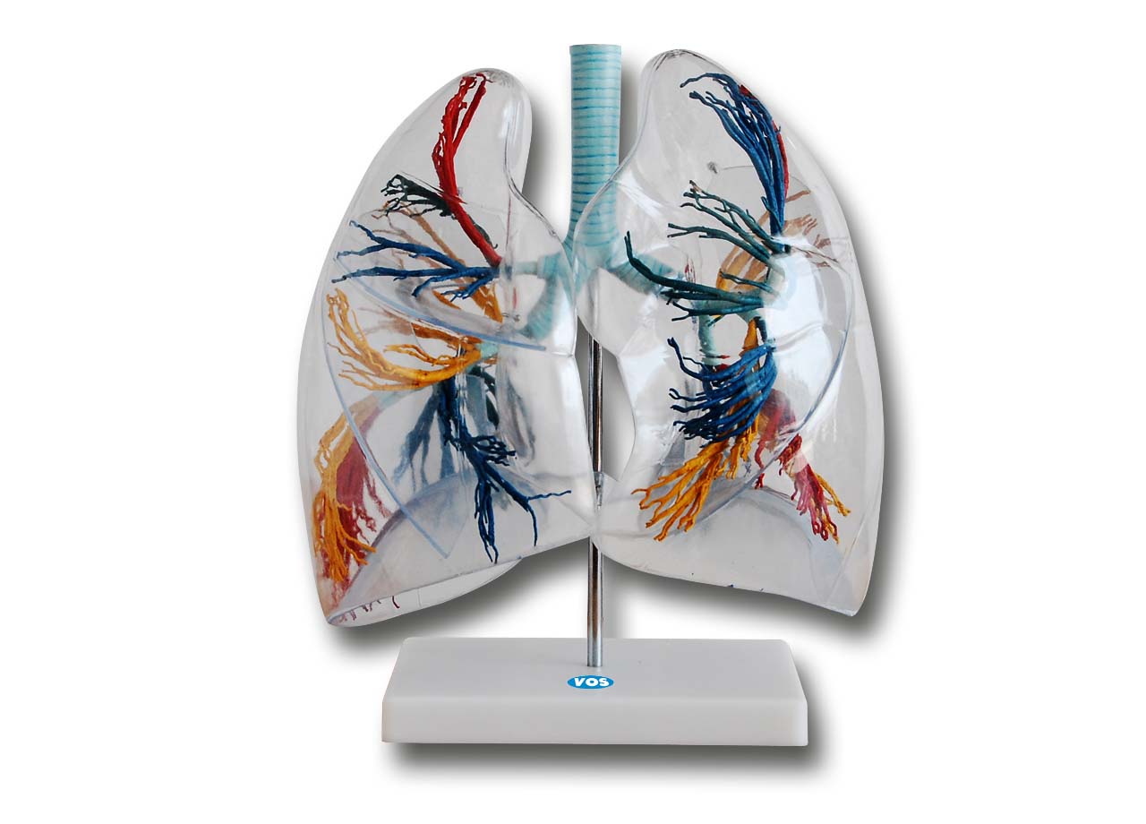 Longmodel transparant 2x ware grootte