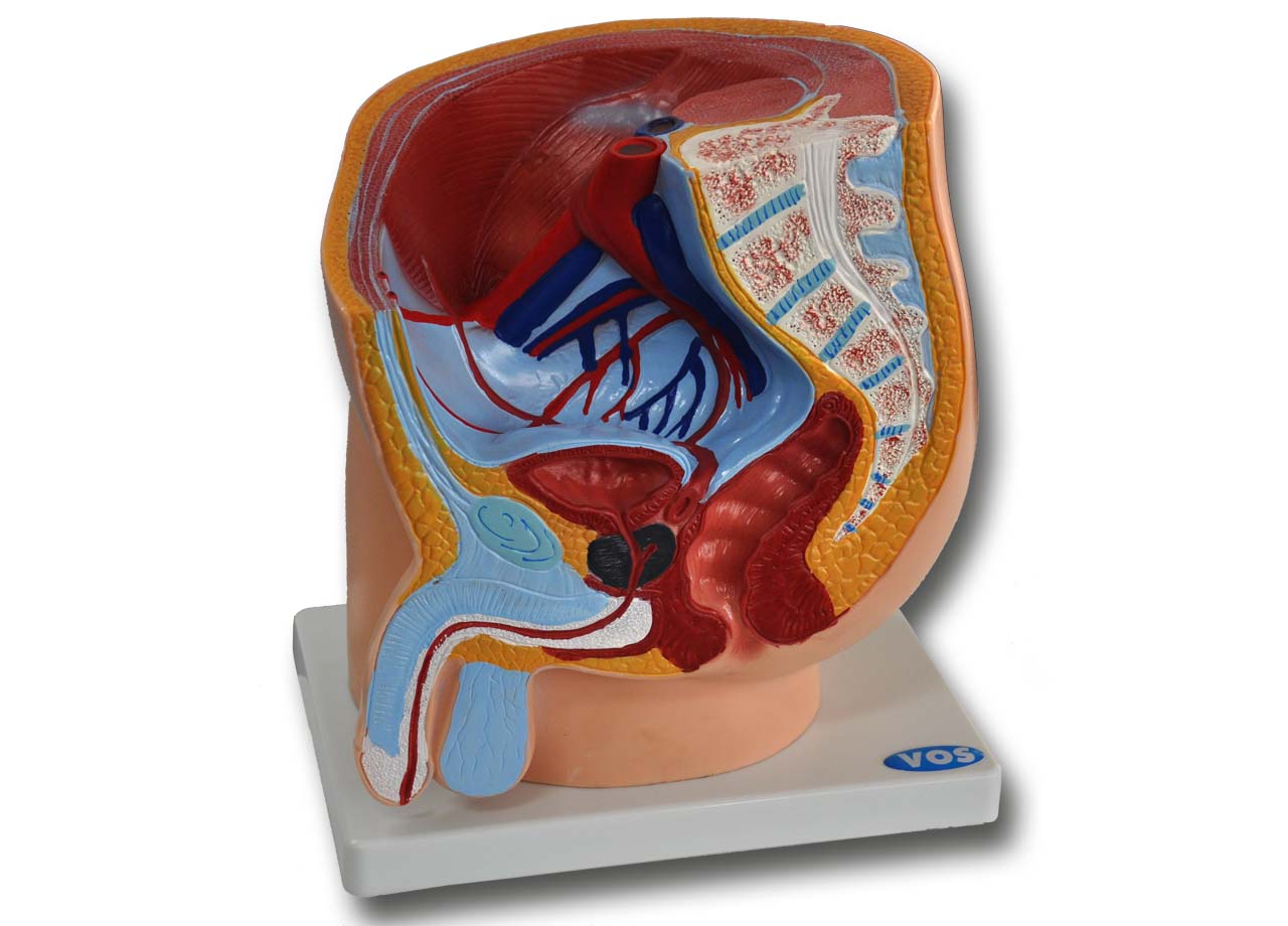 Mannelijk bekken VOS