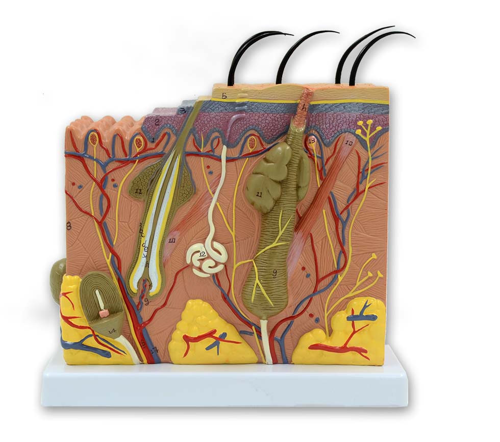 Huid doorsnede 70x vergroot