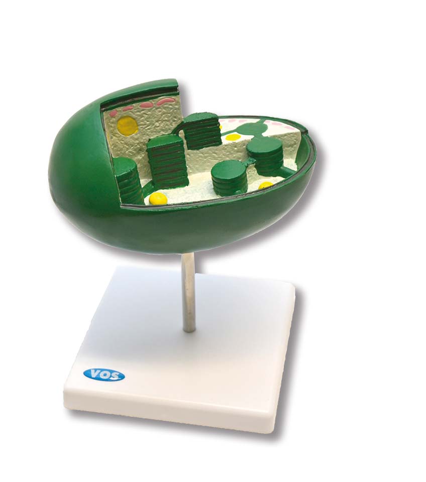 Model Chloroplast