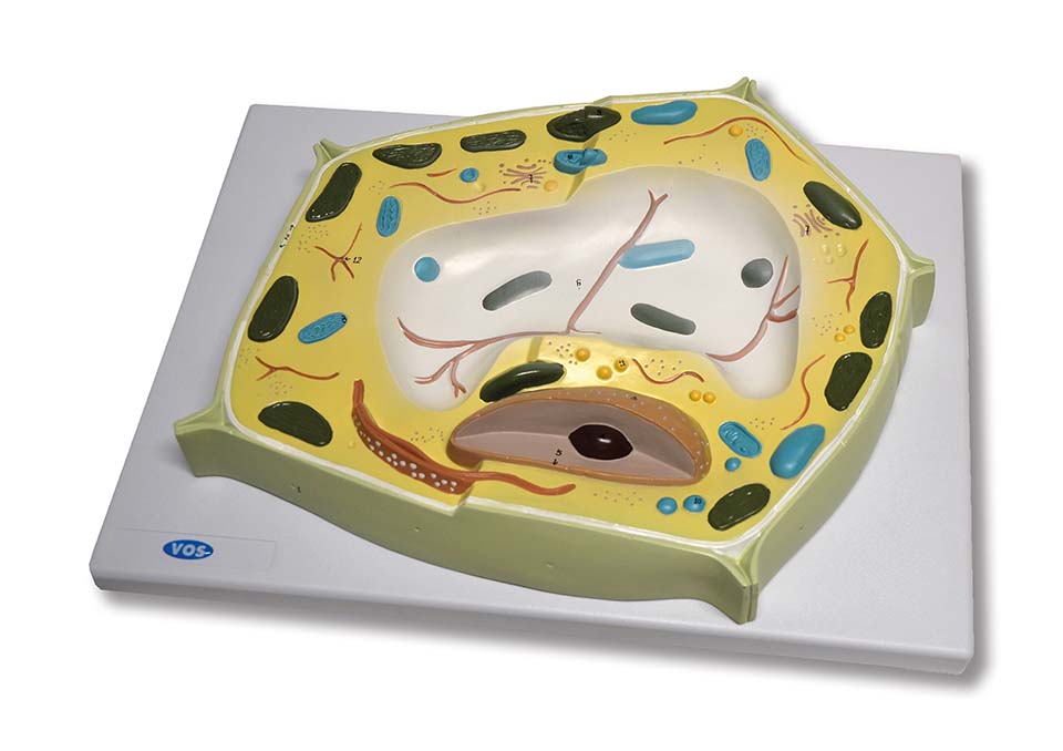 Plantaardige cel model